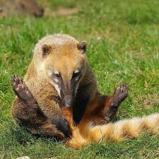 Coatí