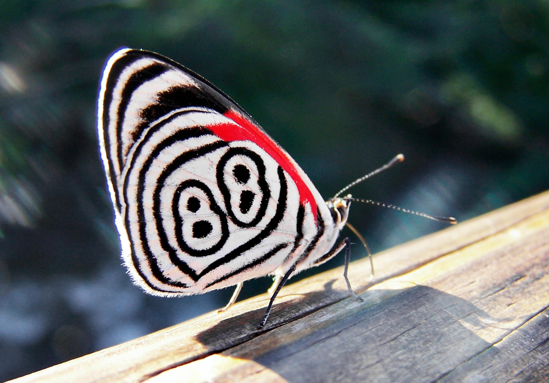Mariposas de Iguazú